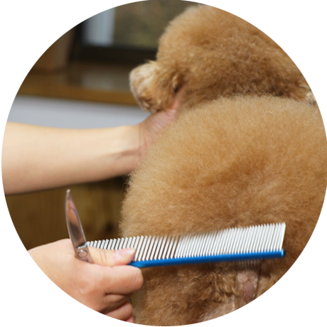 トリミング 初回の方