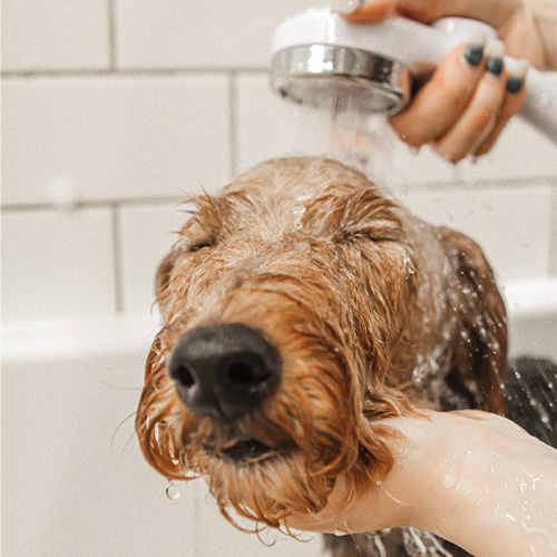 マイクロバブル　シャワー