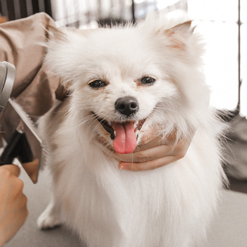 トリミング 初回の方