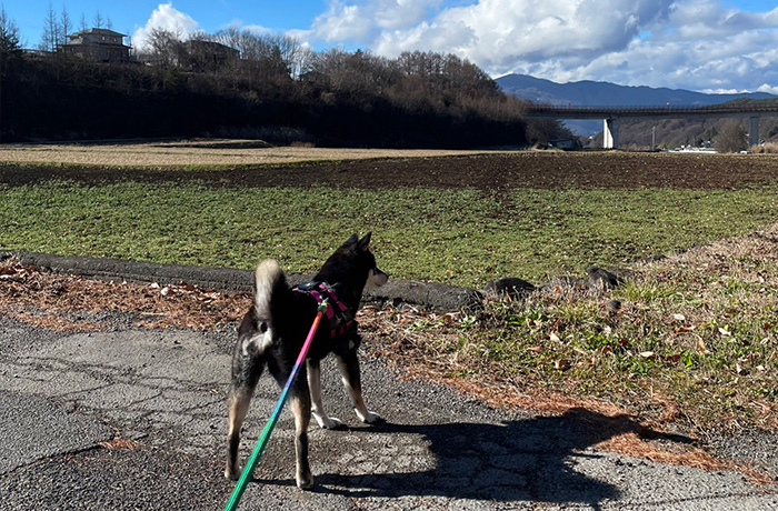 ペットホテル 個室