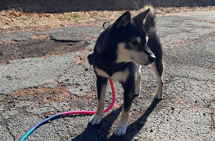 ペットホテル 個室