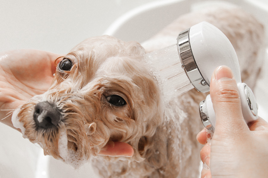 ドッグサロン シャンプー